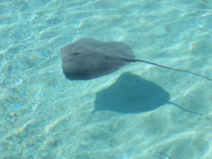 thumbnail of sting ray in water